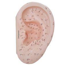 Modelo Acupuntura do Ouvido 40 cm - TGD-0408-O