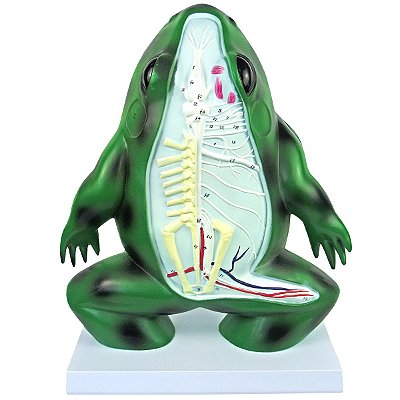 Anatomia do Sapo em Corte Coronal em Resina - TGD-0605