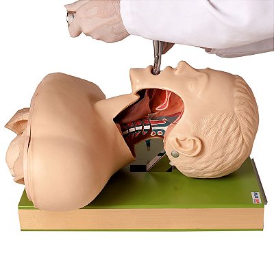 Simulador Treino Intubação Traqueal Visualização Vias Aéreas