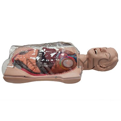 Simulador Torso Transparente Treinamento Sonda Gástrica
