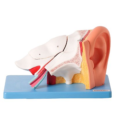 Ouvido Ampliado e Numerado com 6 Partes - TZJ-0309-A