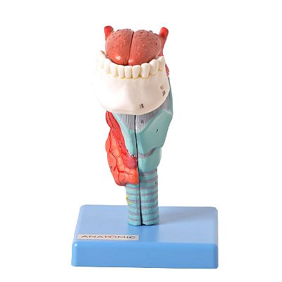 Laringe com Língua e Dentes em 5 Partes - TZJ-0314-L