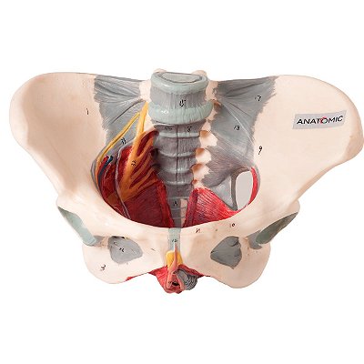 Esqueleto Pélvico Feminino Nervos Ligamentos - TZJ-0353-H
