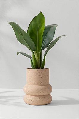 cachepot argolas duo