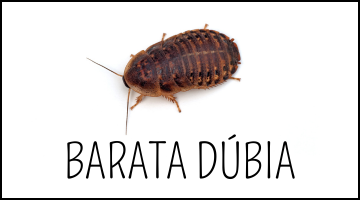 COMPRAR BARATA DUBIA