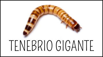 COMPRAR TENEBRIO GIGANTE