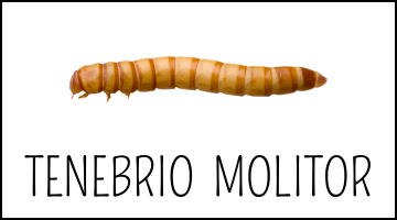 COMPRAR TENEBRIO MOLITOR