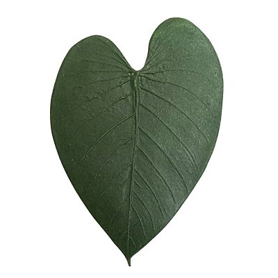 Folha em Látex P Taioba Verde - Kazumbá - AC