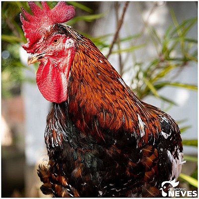 Galinha Balão de Baixa Grande BA - Ovos férteis (1dz)