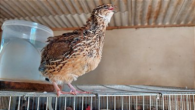 Codorna Gigante Européia Parda (Pernambuco) - 100 unidades de Ovos férteis