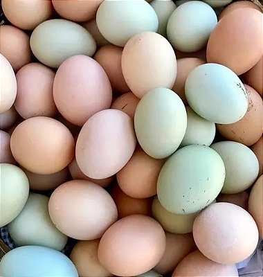 Galinha Ovos Mesclados (Azuis, Creme, Vermelho) - Ovos férteis (1dz)