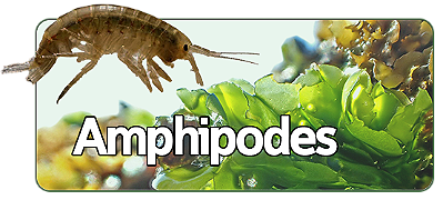 Amphipodes