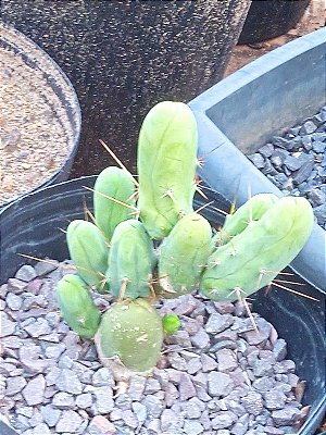 Cacto Pênis -  Echinopsis lageniformis f. monstruosa - Corte 10 Cm