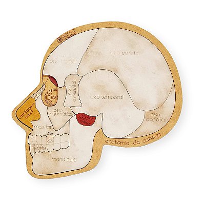 Kit Anatomia Cabeça + cards