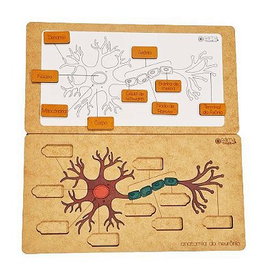 Anatomia do Neurônio Educativo Didático Pedagógico Aprender