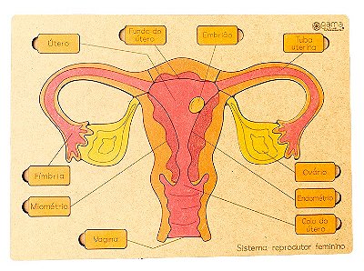 Quebra-Cabeças Sistema Reprodutor Feminino