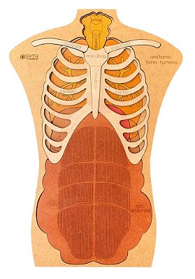 Torso Humano Anatomia Humana