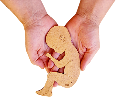Desenvolvimento Humano: Embrionário e Fetal