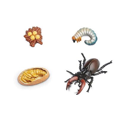 Miniatura Ciclo Vida Escaravelho