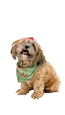 Ref. 4020 Bandana pet - Sempre juntos