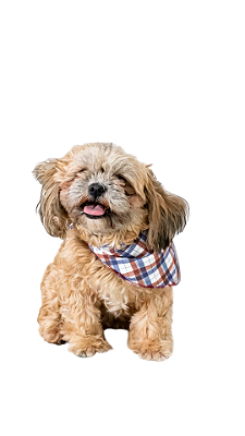 Ref. 4004 Bandana Pet - xadrez vinho