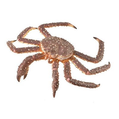 CARANGUEJO REAL COLLECTA MINIATURA ANIMAL MARINHO BRINQUEDO KING CRAB