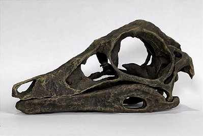 CRÂNIO DE STRUTHIOMIMUS DINOSSAURO EM TAMANHO REAL RÉPLICA DE FÓSSIL EM RESINA