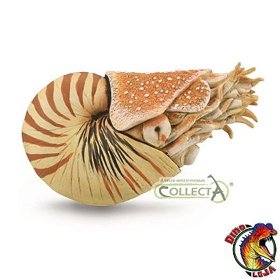 NÁUTILO COLLECTA 2020 RÉPLICA DE NAUTILUS POMPILIUS IMPORTADO MINIATURA COLECIONÁVEL