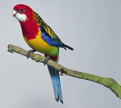 figura1