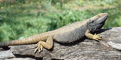 Andressa Watanabe - Alterações Terrário