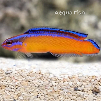 Pseudochromis Aldabraensis