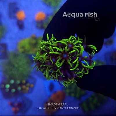 Green Star Pólipo (GSP)