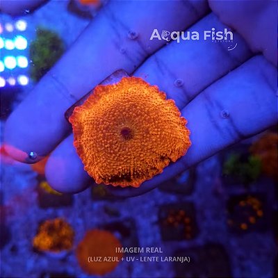 Mush Red Discosoma