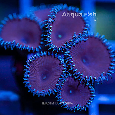 Palythoa Purple Death