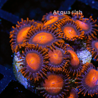 Zoanthus Red Bambam