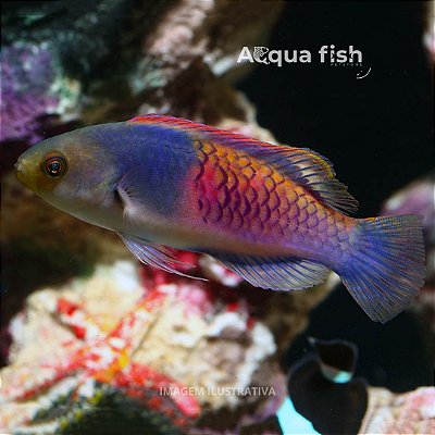 Wrasse Blue Side