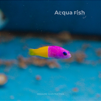 Bicolor Dottyback
