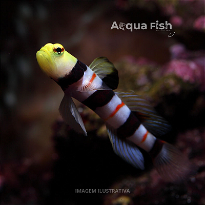 Dracula Goby