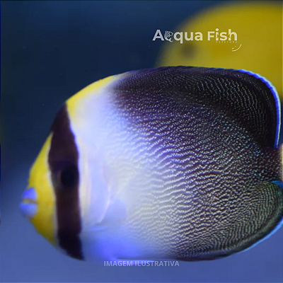 Singapore Angelfish