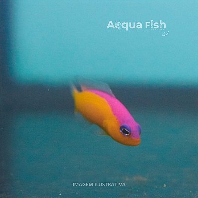 Diadema Dottyback