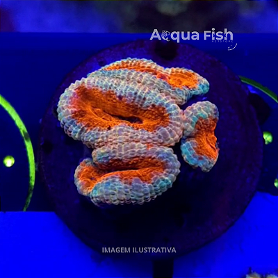 Acan Lordhowensis