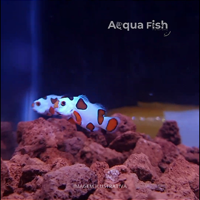 Palhaço Orange Storm