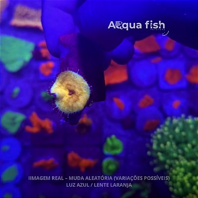 Mush Metal Flat Orange Coral (Raridade)