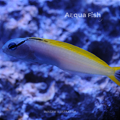 Forktail Blenny