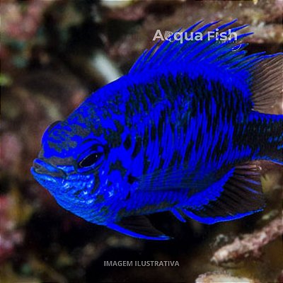 Saphire Blue Damsel