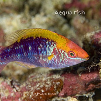 Lubbock's Wrasse BALI