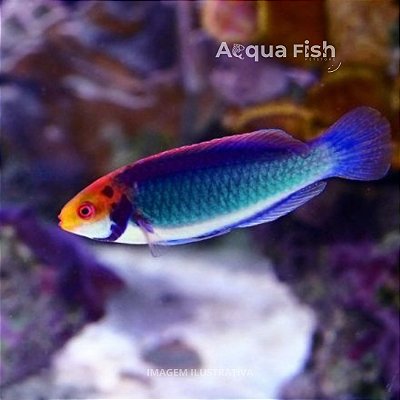 Solorensis Wrasse
