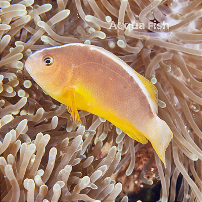 Peach Skunk (Amphiprion Akallopisos)