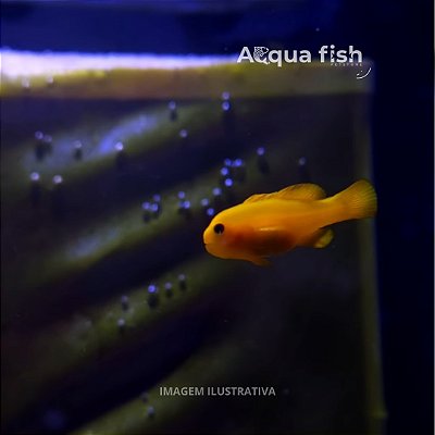 Yellow Clown Coral Goby
