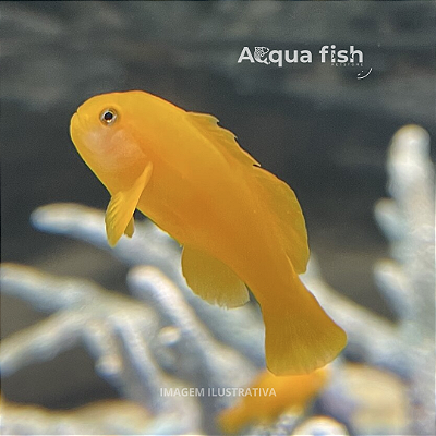 Yellow Clown Coral Goby